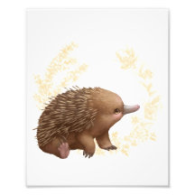 Pequenos Amigos Aussie - Echidna