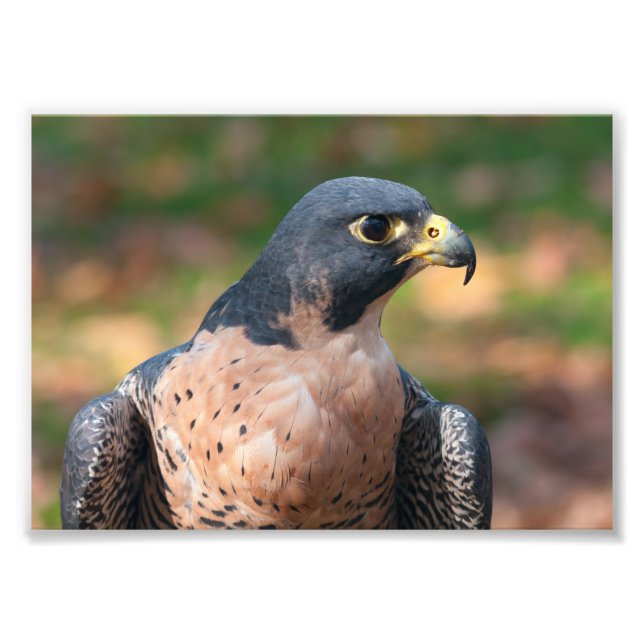 Foto Peregrine Falcon (Frente)