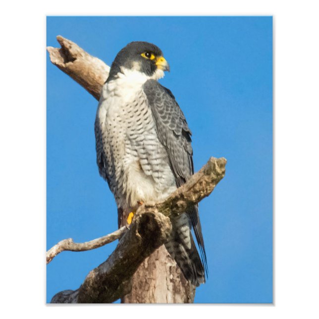 Foto Peregrine Falcon (Frente)