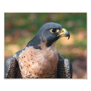 Foto Peregrine Falcon