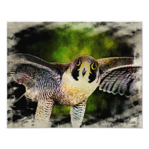 Foto Peregrine Falcon