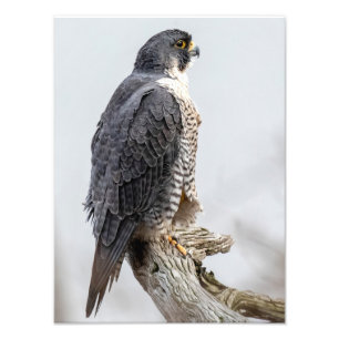 Foto Peregrine Falcons Perch