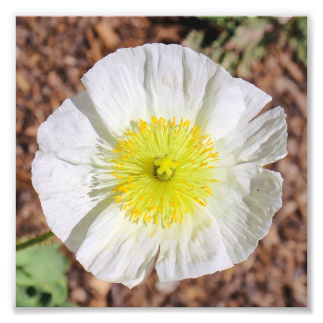 Foto Perfeitamente Poppy (Frente)