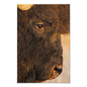 Foto Perfil de Buffalo