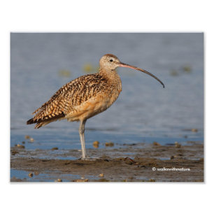 Foto Perfil de um Curlew de Faturação Longa