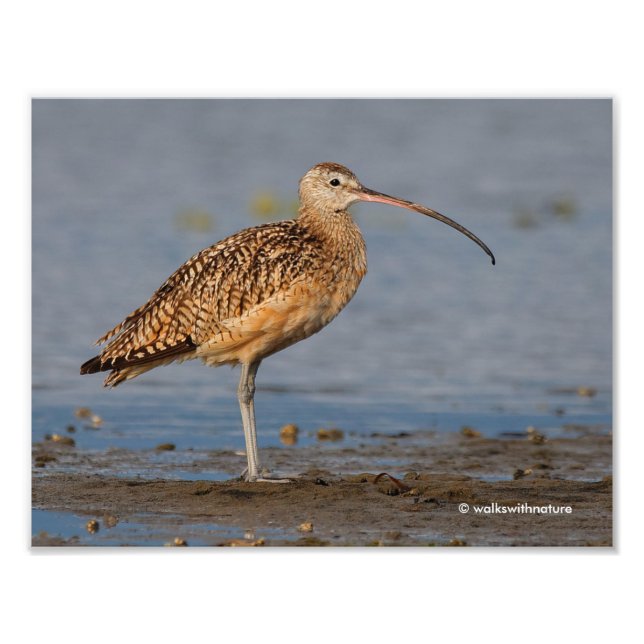 Foto Perfil de um Curlew de Faturação Longa (Frente)