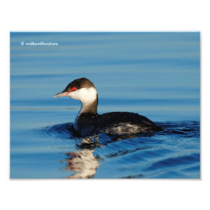 Foto Perfil de um Grebe Corado
