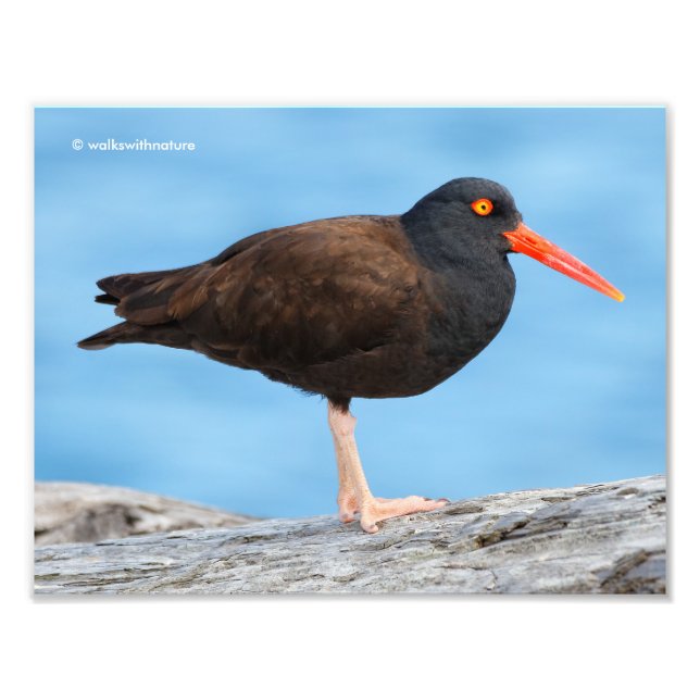 Foto Perfil de um Oystercatcher Preto (Frente)