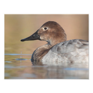 Foto Perfil do pato de Canvasback feminino