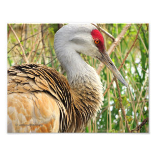 Foto Perfil elegante de um guindaste maior de Sandhill