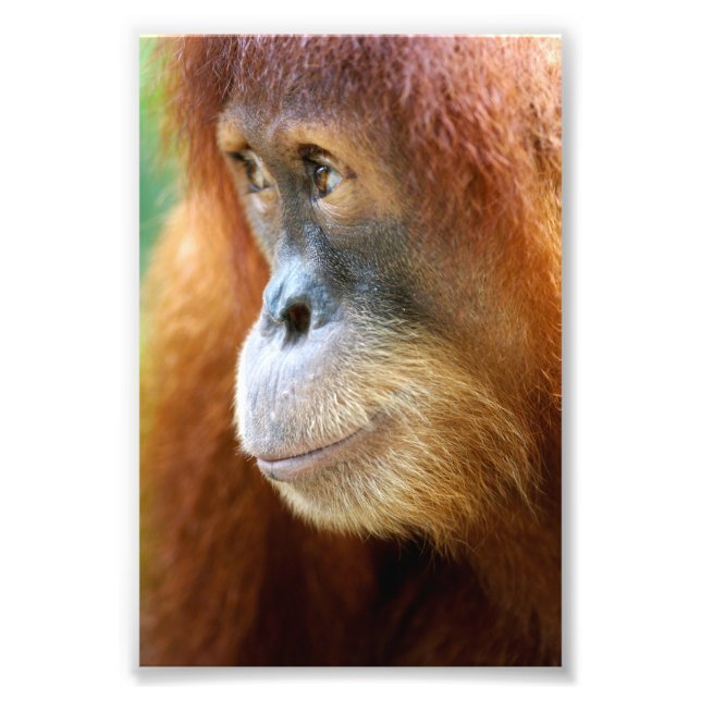 Foto Perfil Orangutan (Frente)