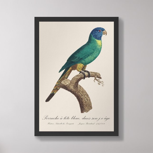 Foto Periquito-arco-íris jovem (Criador carregado)