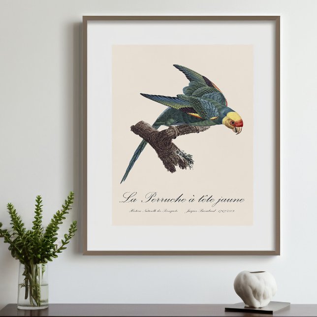 Foto Periquito-da-carolina, Conuropsis carolinensis (Carolina parakeet, Conuropsis carolinensis. Photo Print)