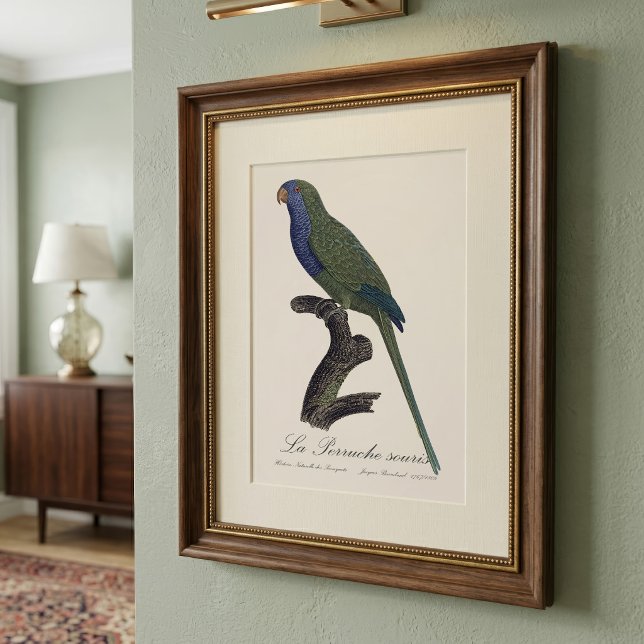 Foto Periquito-verdadeiro ou Caturrita, Myiopsitta Mona (Monk Parakeet or Monk Parrot, Myiopsitta Monachus. Photo Print)