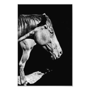 Foto perna do cavalo principal