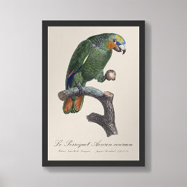 Foto Perroquet Aourou-couraou / Amazônia de asa laranja