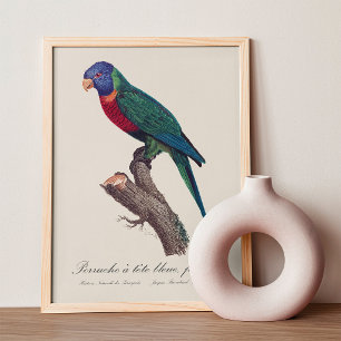 Foto Perruche a tete bleue, femelle/Rainbow lorikeet,