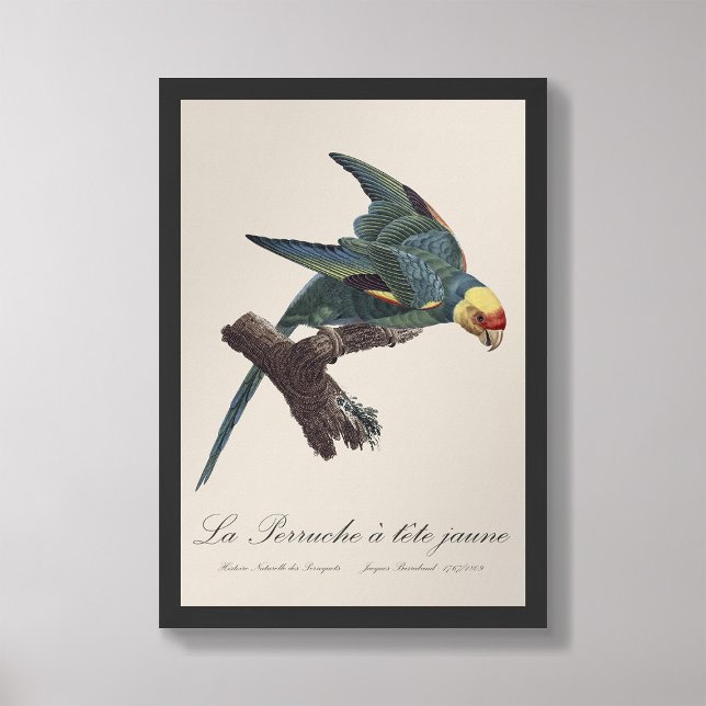 Foto Perruche a Tete Jaune / periquito Carolina (Criador carregado)