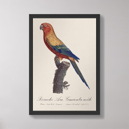 Foto Perruche Ara, Guarouba/periquito solar