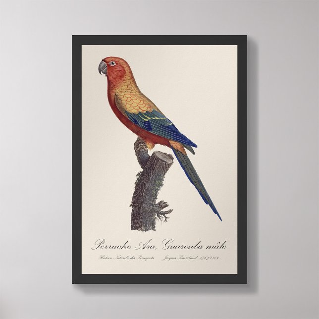 Foto Perruche Ara, Guarouba/periquito solar (Criador carregado)