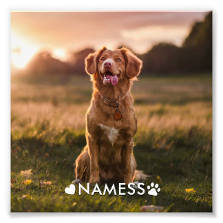 Foto Personalizada Com O Nome Do Seu Cachorro