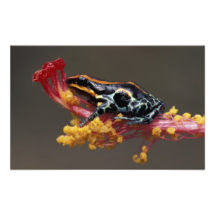 Foto Peru, Floresta Amazônica Peruana. Sapo Veneno