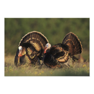 Foto Peru selvagem, Meleagris gallopavo,machos