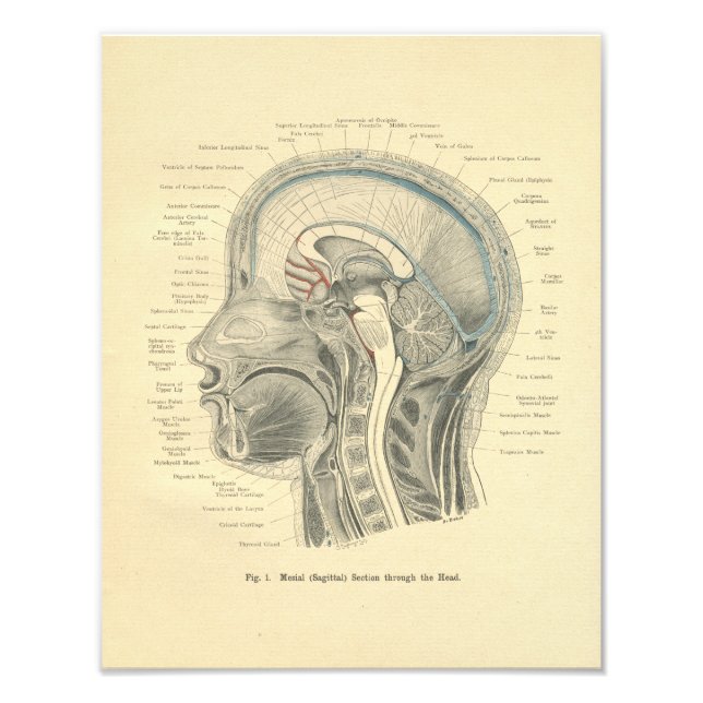 Foto Pescoço Anatômico Impressão (Frente)