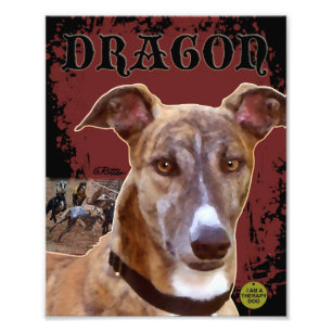 Foto Pet Greyhound Impressão