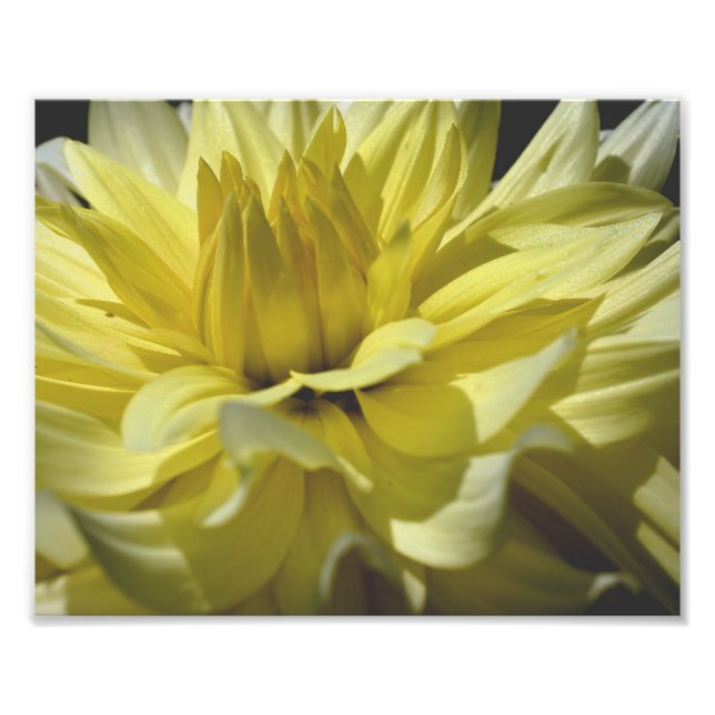 Foto Pétalas Amarelas Dahlia 10x8 Flor (Frente)