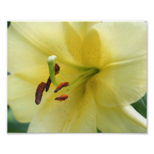 Foto Pétalas de Flor Amarelo 8x10