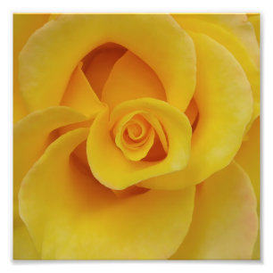 Foto Pétalas de Rosa Amarelas Românticas