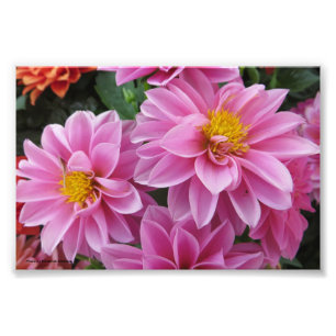 Foto Pétalas Rosa