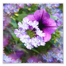 Petunia Purple & White Flowers Impressão de fotogr