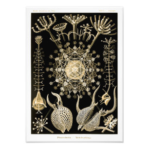 Foto Phaeodaria   61 Dourado   Ernst Haeckel  
