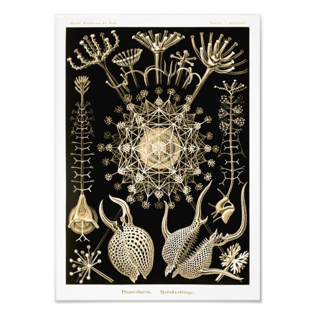 Foto Phaeodaria | 61 Ouro | Ernst Haeckel | (Frente)