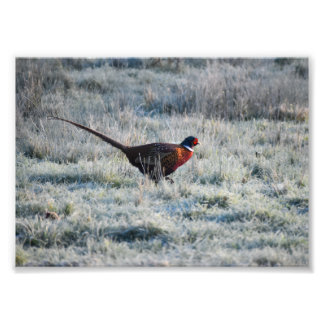 Foto Pheasant 