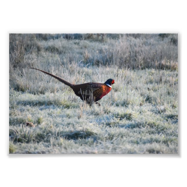 Foto Pheasant  (Frente)