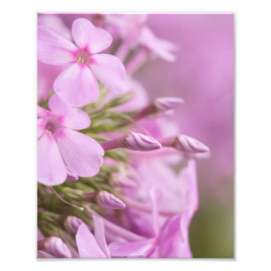 Foto Phlox Alto Atende Graciosamente à Luz Solar