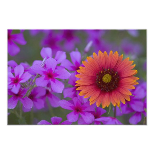Foto Phlox e Indian Blanket perto de Devine Texas (Frente)