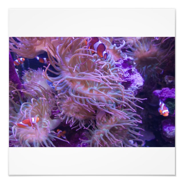 Foto Photograph #Y008 on LARGE Photograph (Frente)