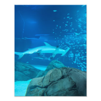 Foto Photograph #Y044 on MEDIUM SIZE Poster