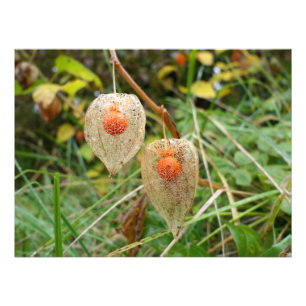 Foto Physalis alkekengi