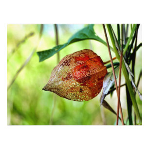 Foto Physalis alkekengi