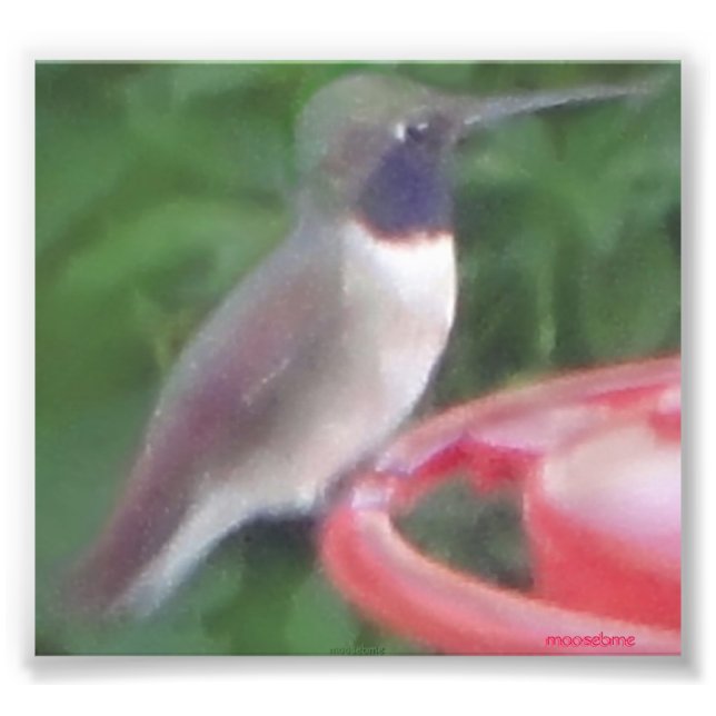 Foto Pic De Aves De Humming Relacionada Com Pix (Frente)