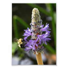 Foto Pickerelweed e Bumblebee