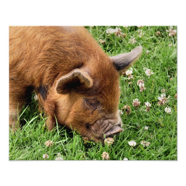 FOTO PIG CUTO (Frente)