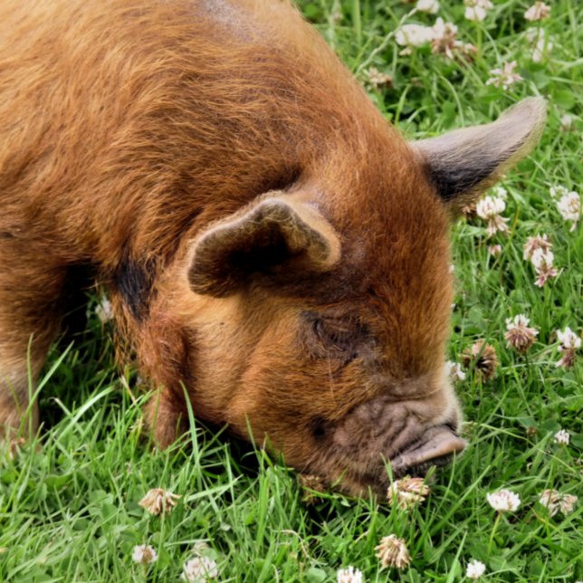 FOTO PIG CUTO (A photographic design of a very cute kunekune pig.)