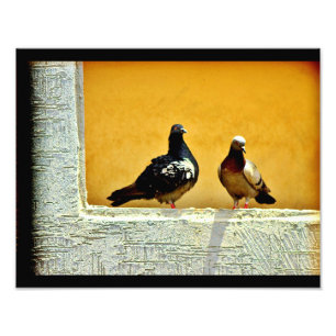 Foto Pigeon Love