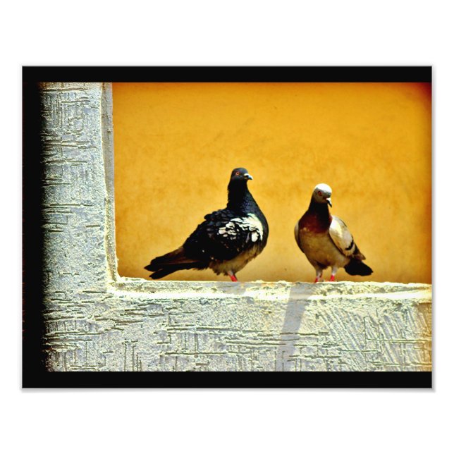 Foto Pigeon Love (Frente)